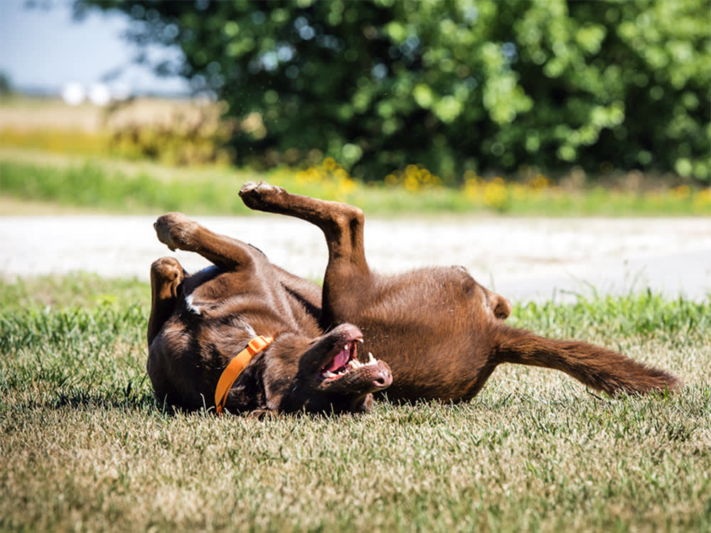 brown Labrador rolling on their back on grass