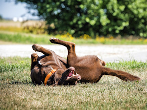 brown Labrador rolling on their back on grass