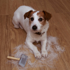 dog with hair all around them on the floor