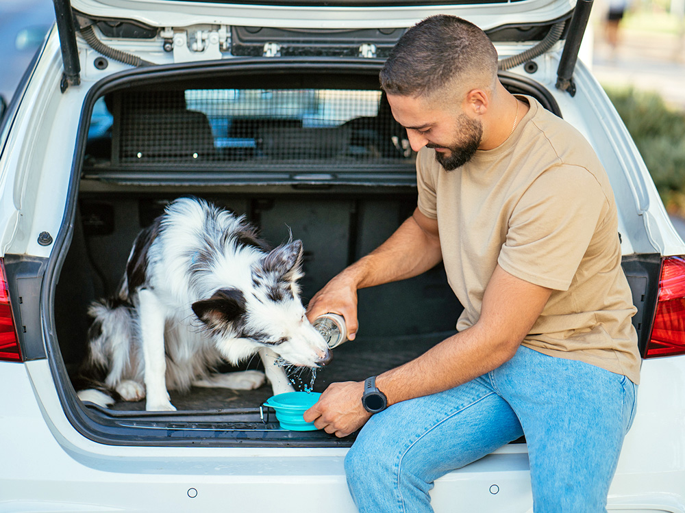 Man giving his dog some water in the trunk of his car.
