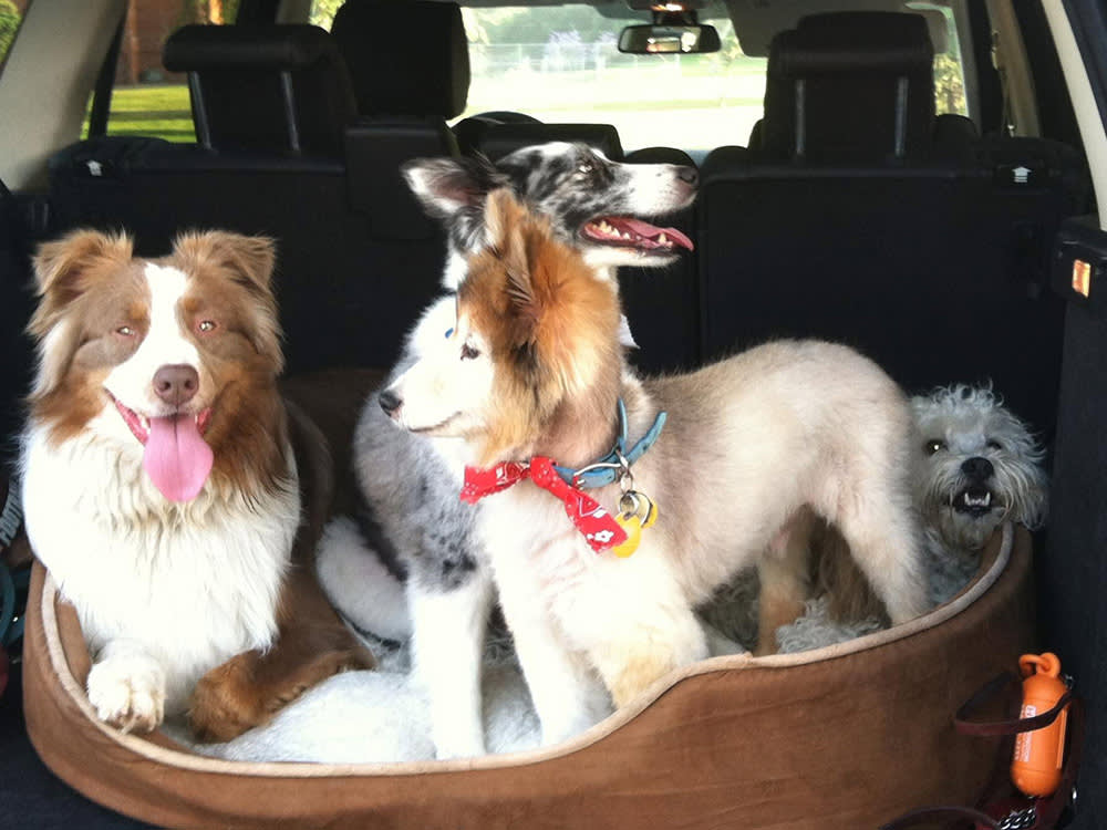 Christina Vericella and Justin Greenberg’s four dogs