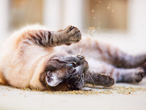 A cat rolling around in catnip on the floor. 