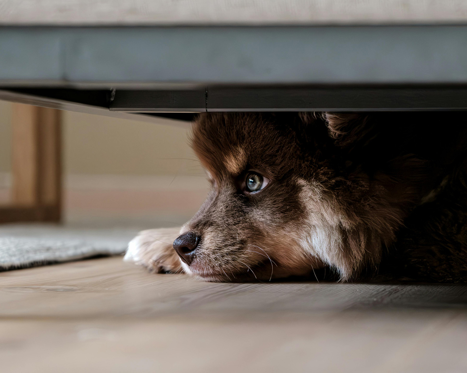 australian shepherd dog hiding under a bed