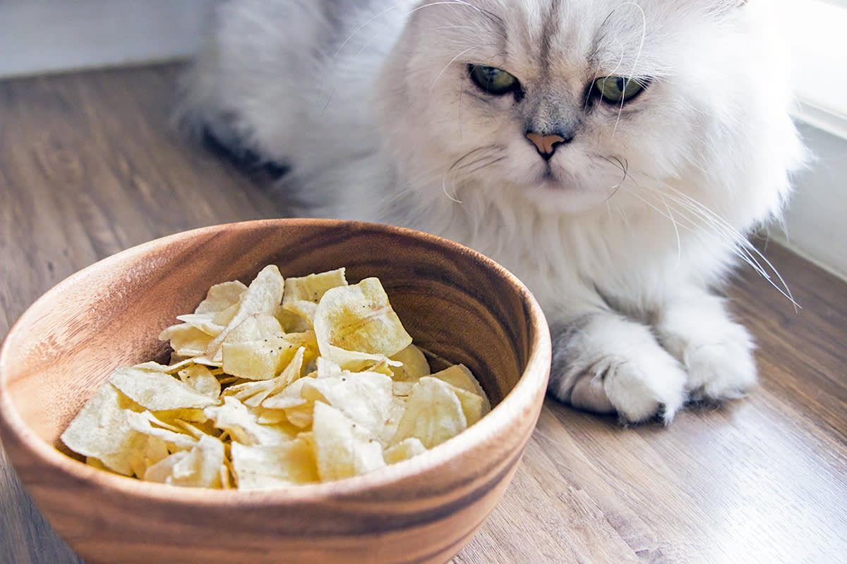 cat looking at a basket of chips