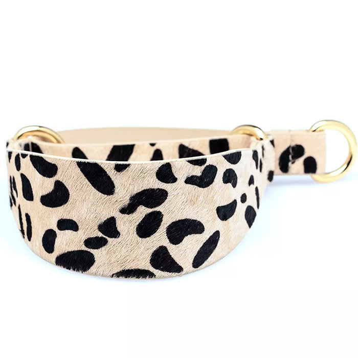 Leopard-Print Martingale Collar with gold hardware 
