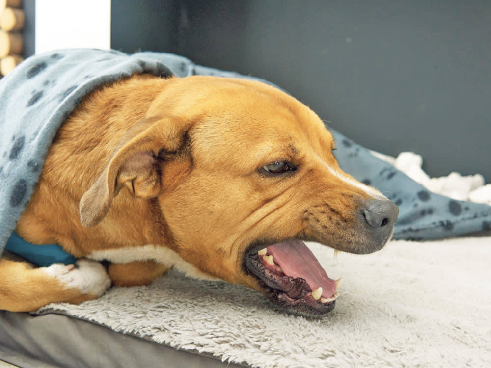 Large brown dog sick and coughing.