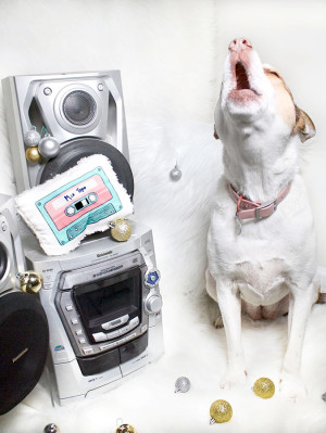 A howling mixed breed white dog sitting next to a stack of stereos with glittery holiday ornaments around