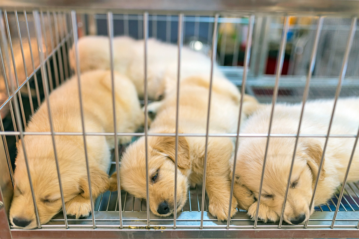 Four dogs in a cage