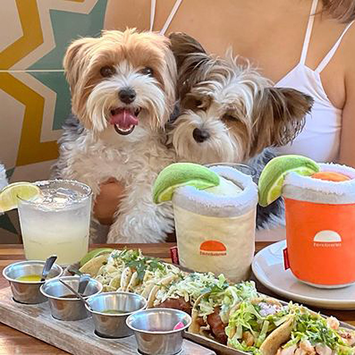 two dogs cuddling at a table 
