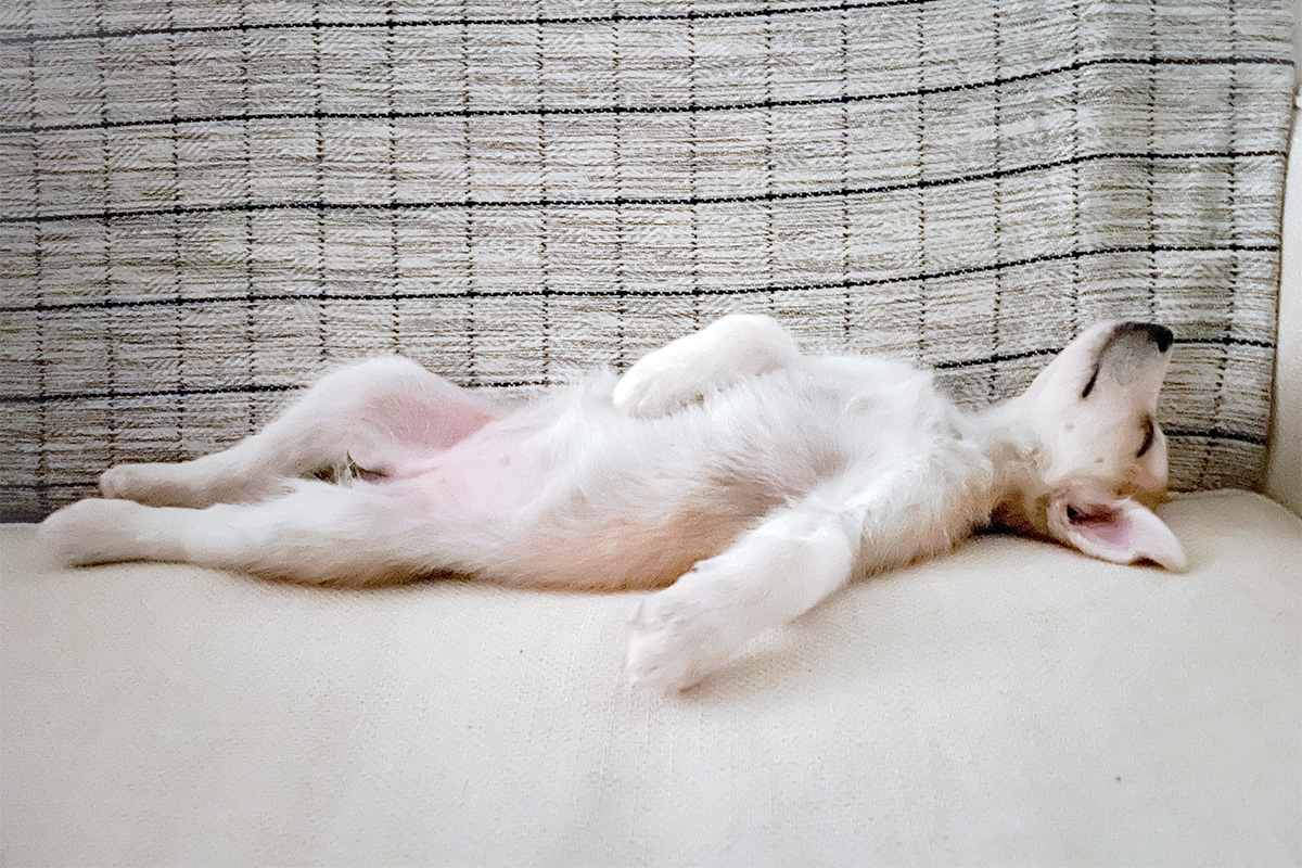 White dog sleeping on their back