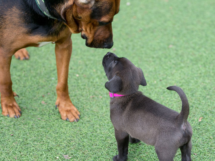Big dog meets little brown puppy for the first time