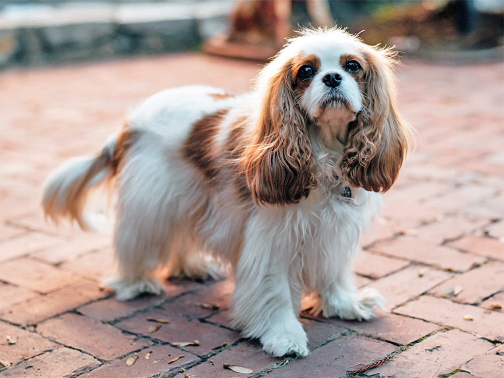 Cavalier King Charles Spaniel