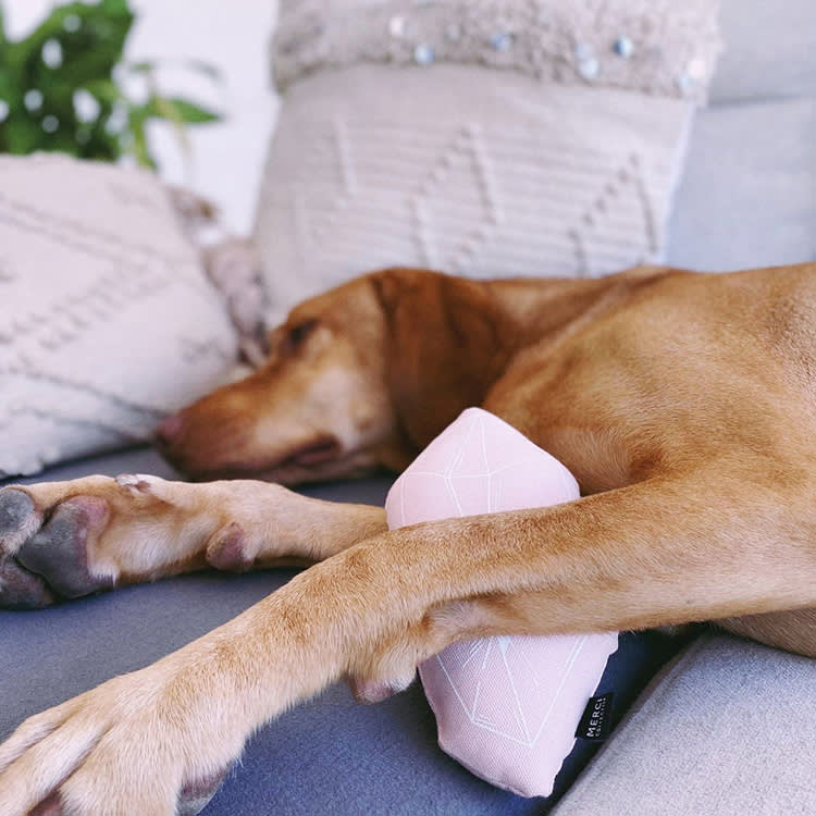 a brown dog sleeps on a gray couch, surrounded by white pillows