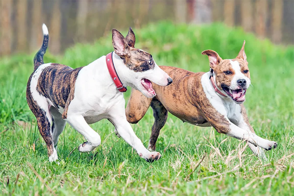 two dogs run together in the grass