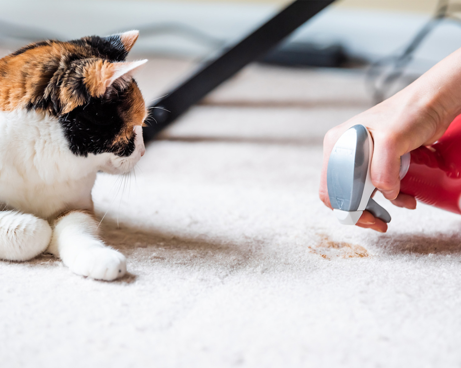 Closeup side profile of calico cat face looking at mess on carpet inside indoor house, someone cleaning