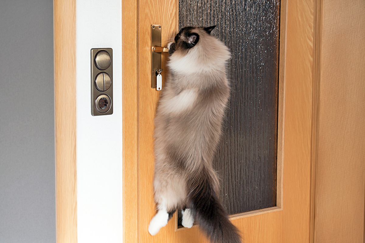 A Siamese cat jumps on a door, turning the doorknob.