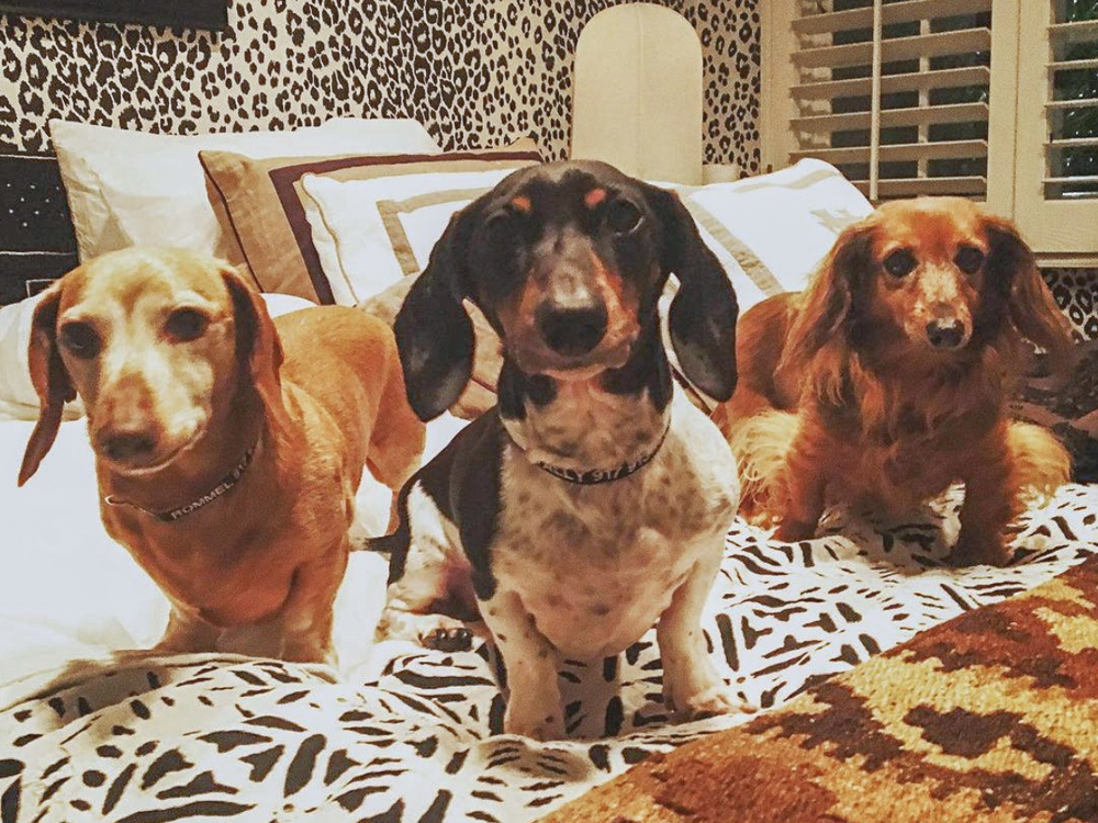 badgley mischka's 3 dogs rommel, wally and whiskey