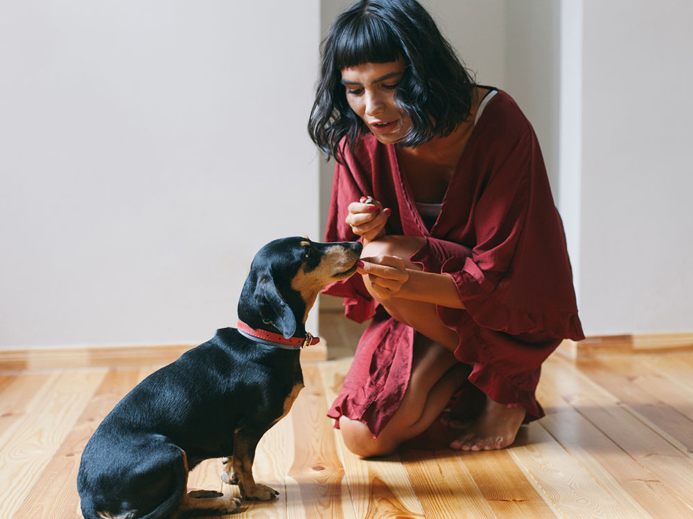 woman gives small black dog treat for sitting