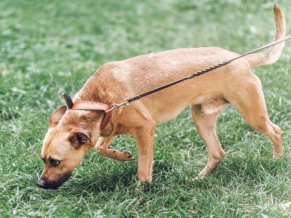Dog sniffing the grass outside on a leash.