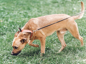 Dog sniffing the grass outside on a leash.