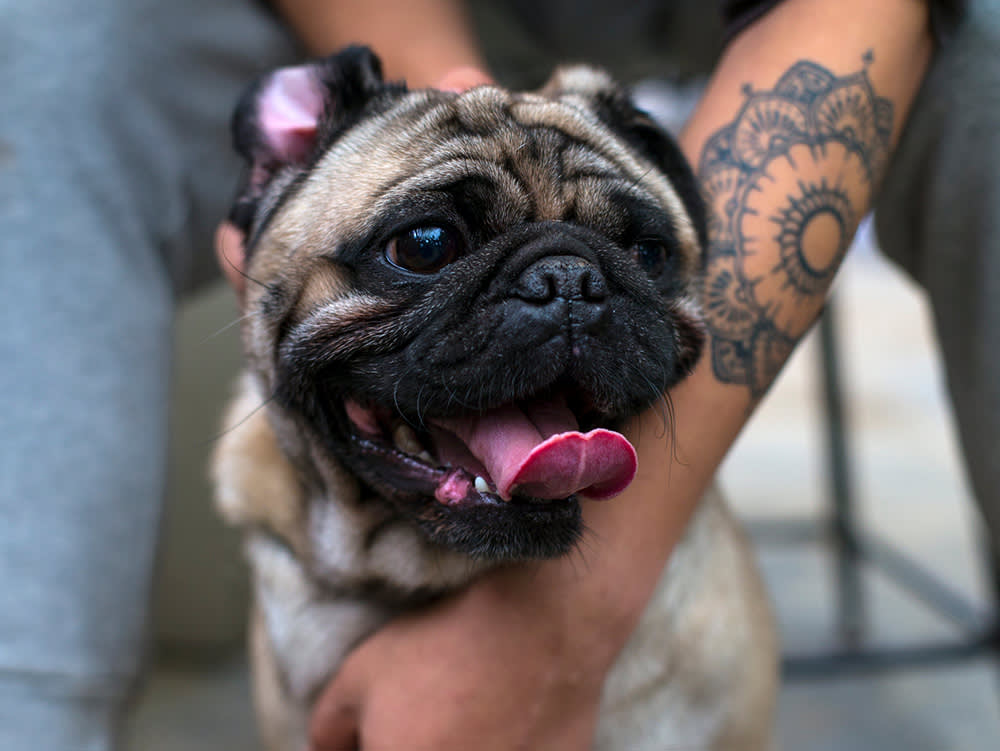 Close up of asian Man holding mouth open pug dog
