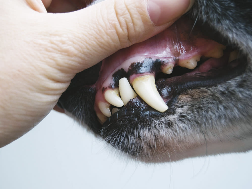 A close-up of a dogs teeth and gums 