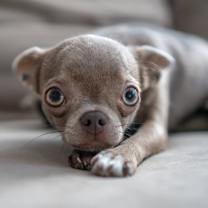 small chihuahua dog appeasing owner, pulling back ears and large eyes, bowed head