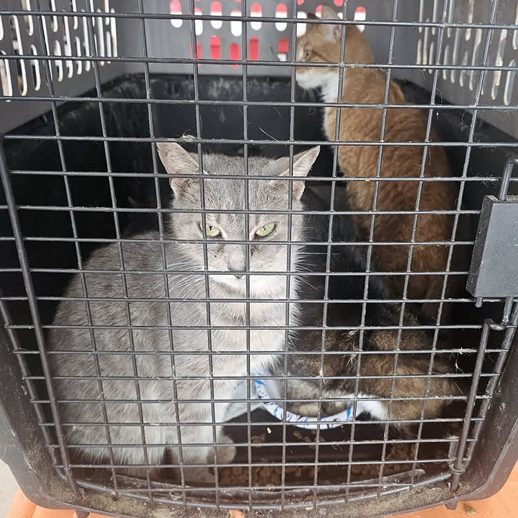 Falls Township Animal Control discovered 53 cats being housed in a storage facility and called BCSPCA for help rescuing the animals.