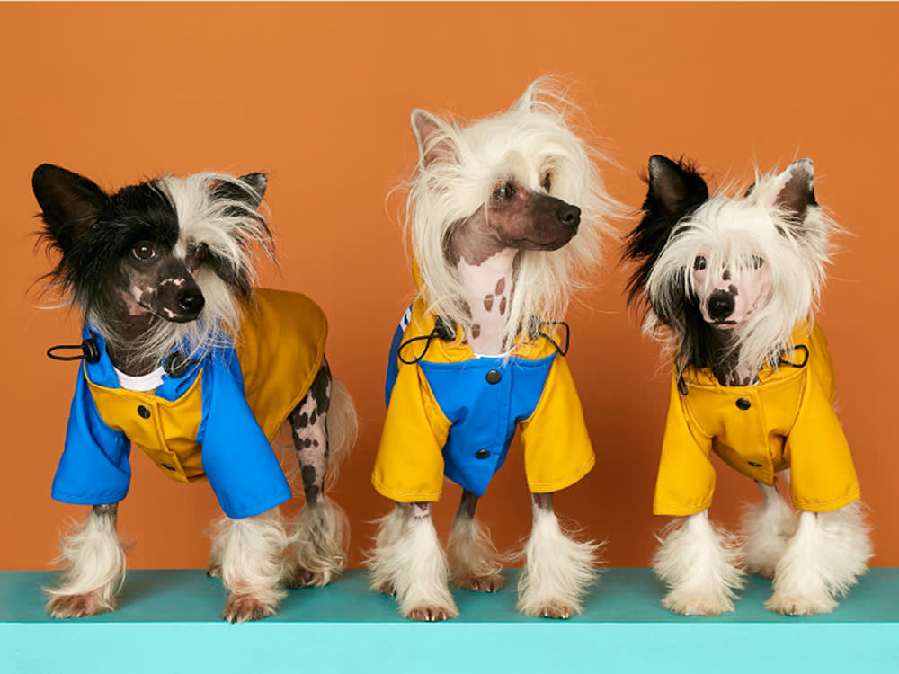 three dogs in raincoats