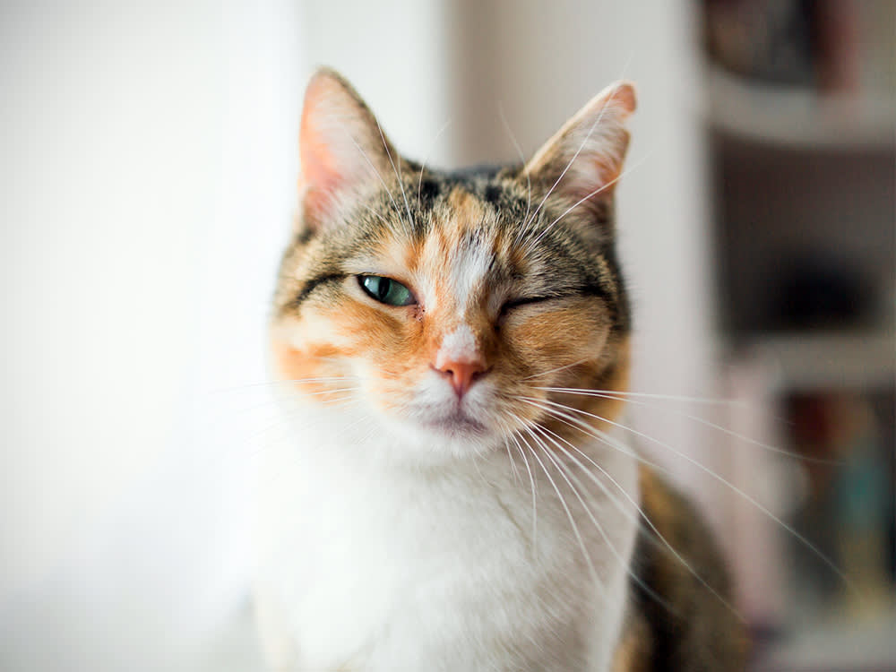 Blinking white and tan cat looks at the camera