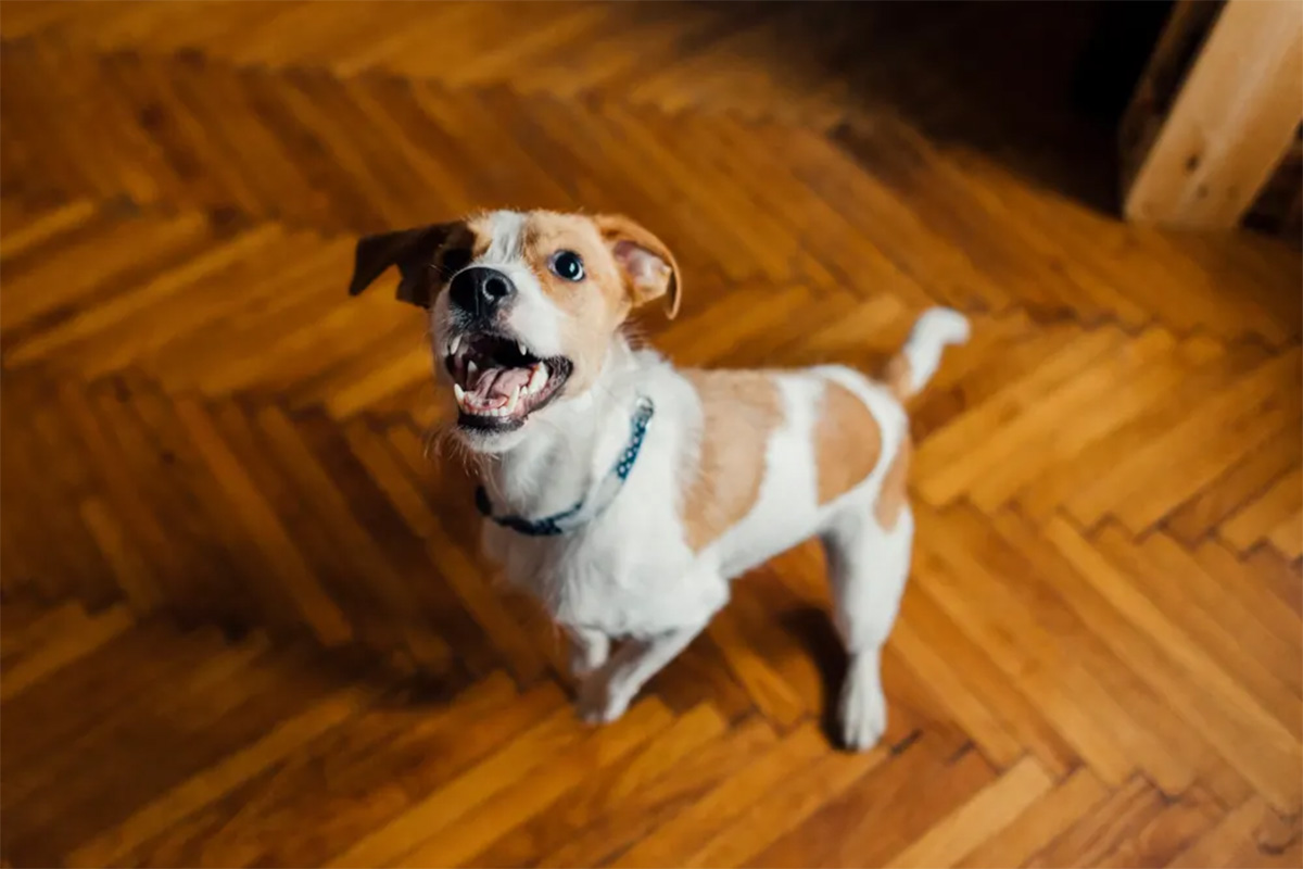 A dog sits on hardwood floors, barking and jumping.