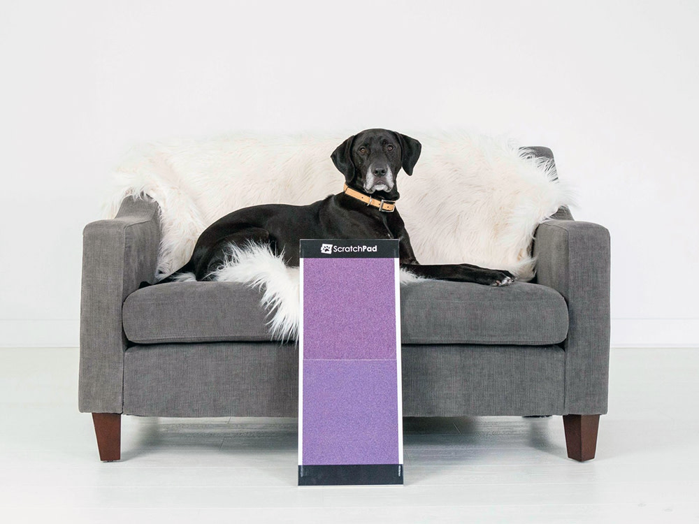 Black Labrador dog sitting on a white fur blanket on a gray couch that has a purple rectangular ScratchPad leaning on the front
