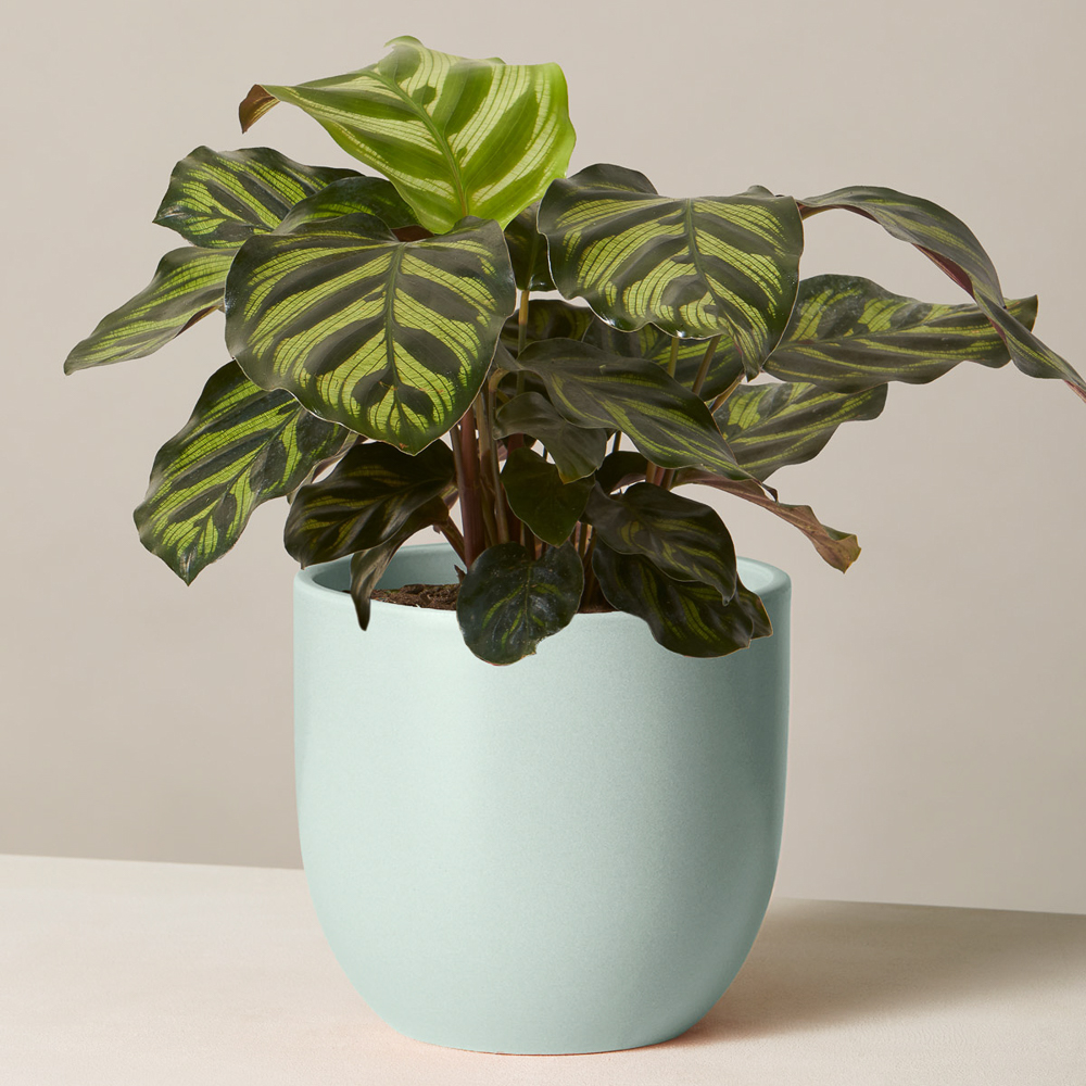 Calathea Makoyana Variant Houseplant
