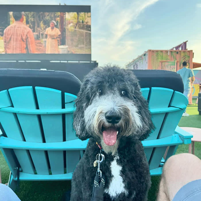 a dog poses in front of an outdoor movie screen at a Wooftop Films event