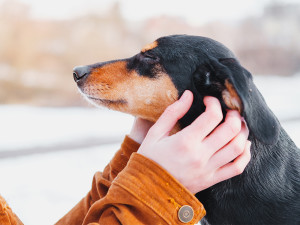 Old dog being pet by person