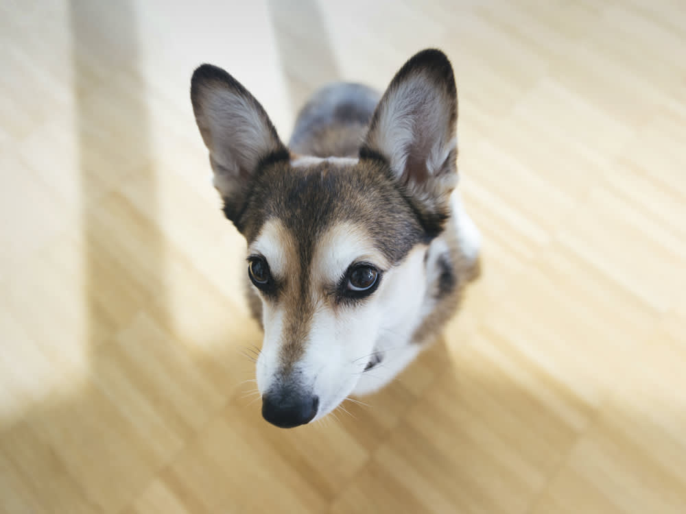 what to do if your dog is afraid of you
