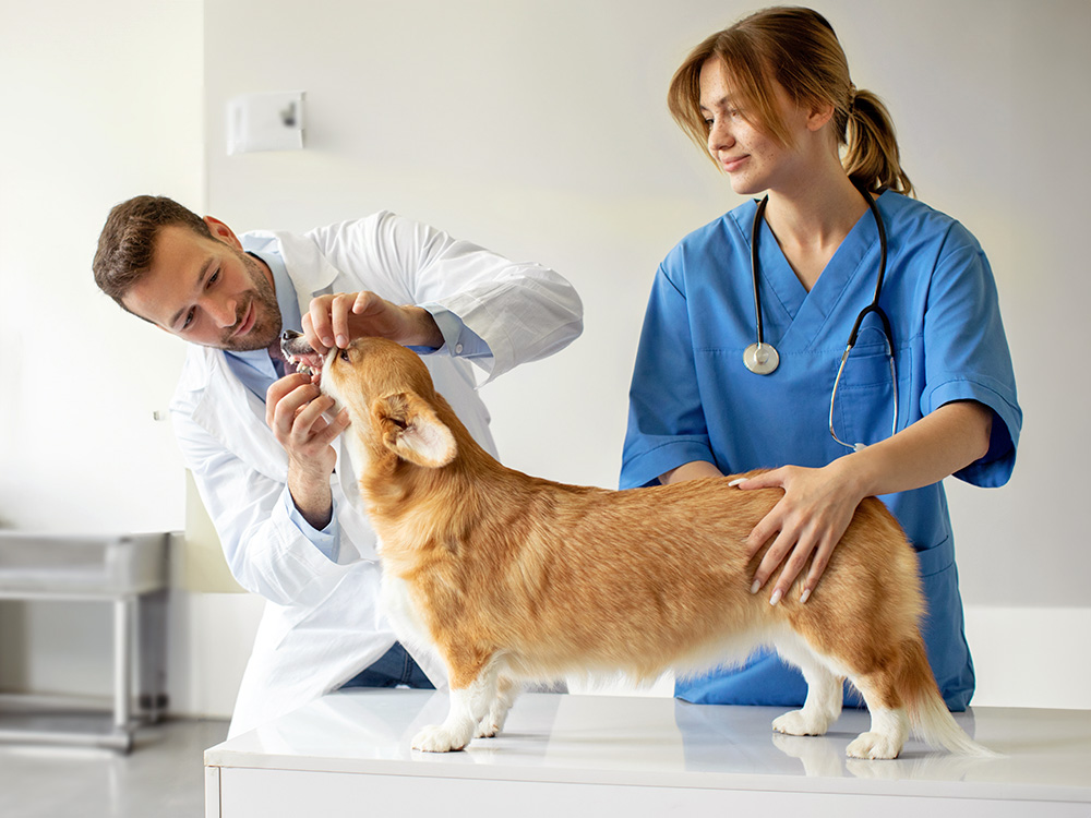 Vet looking at a corgi dog's teeth.