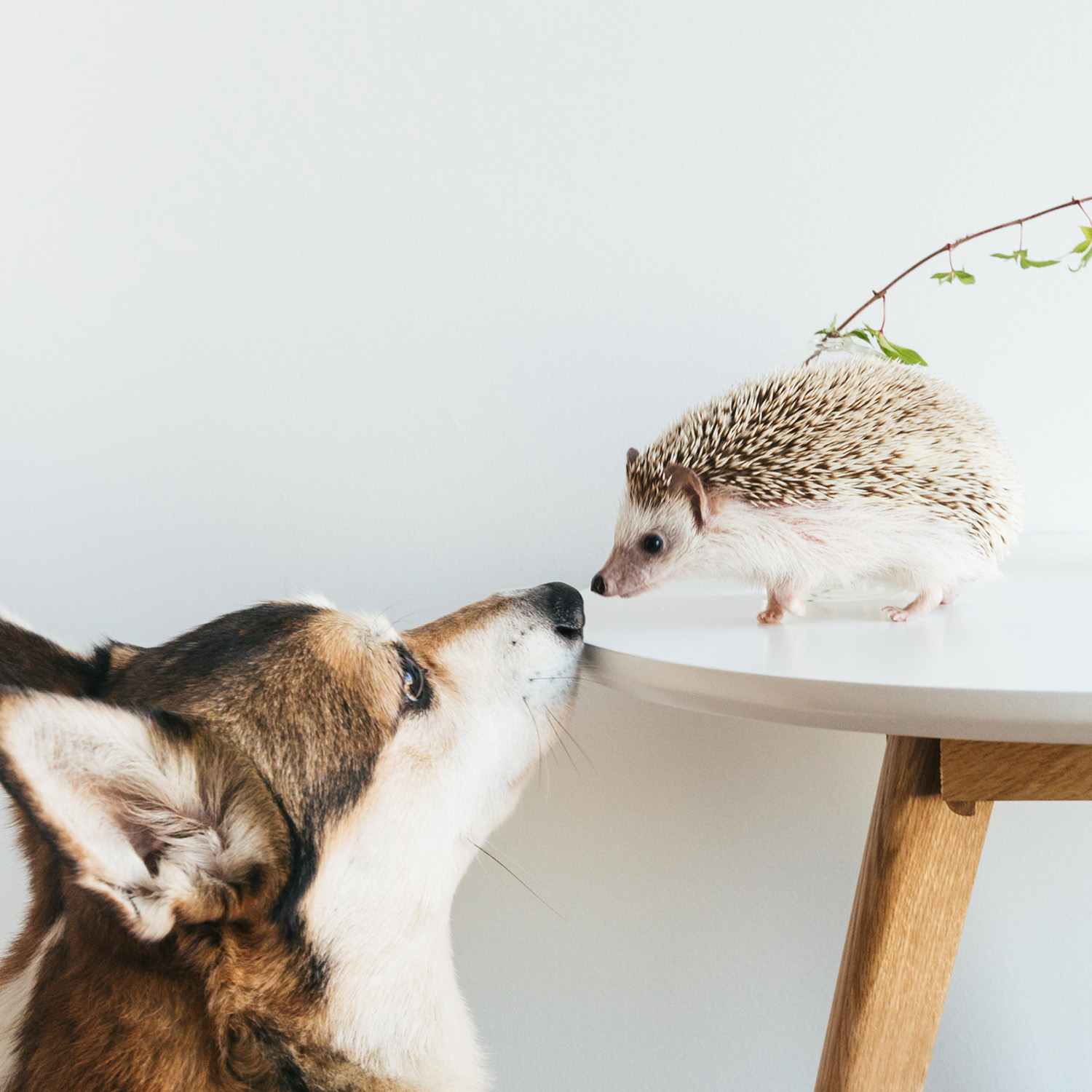 A dog touches noses with a small hedgehog who is sitting on a round table inside a home.