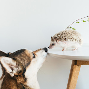 A dog touches noses with a small hedgehog who is sitting on a round table inside a home.