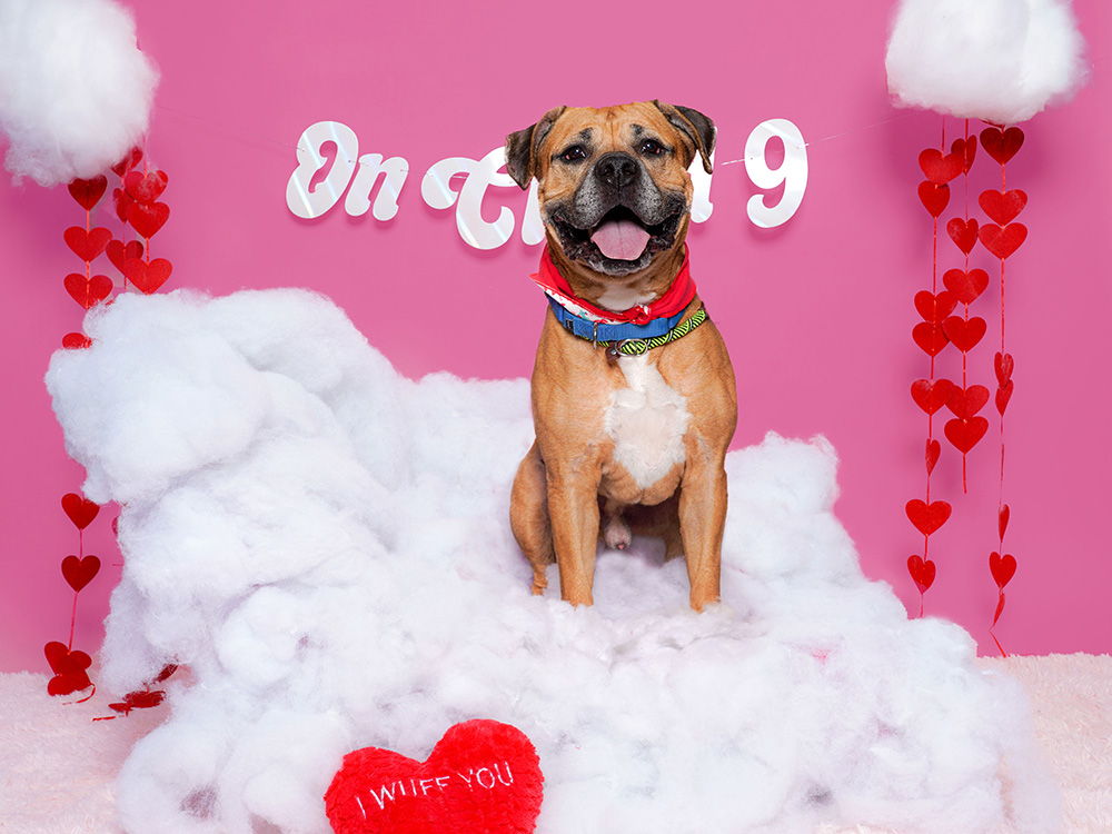 an orange dog on a fake cloud with a pink background