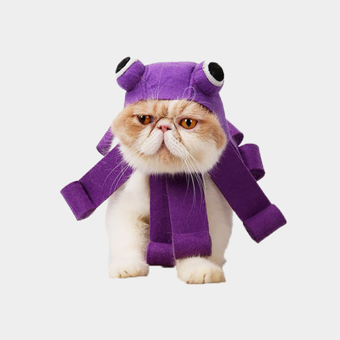 cat wearing octopus costume