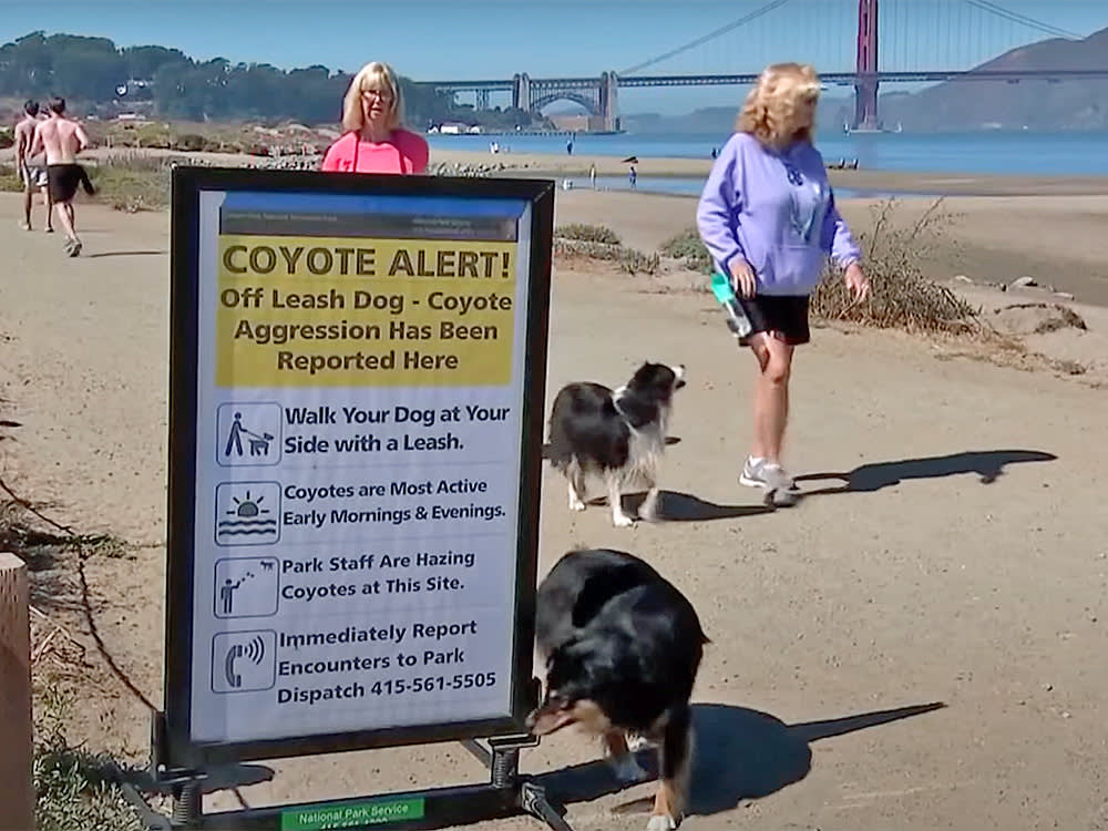 Officials this week warned dog owners about recent changes in coyote activity in the Crissy Field area of San Francisco following multiple reported attacks.