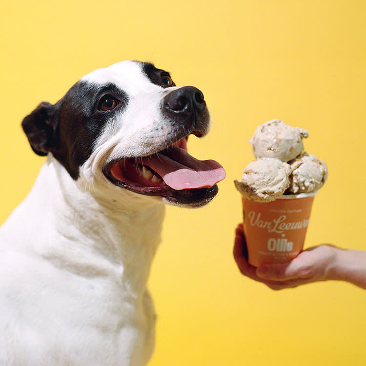 Dog with ice cream in a cup.