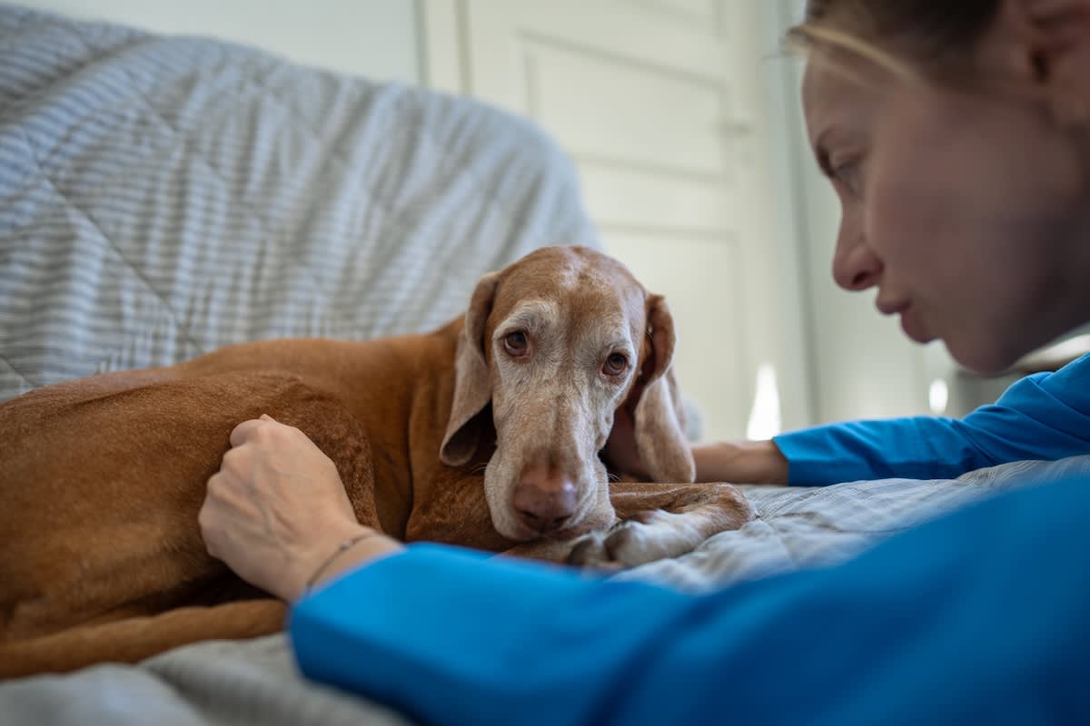 a very old dog lies on the couch which a concerned woman looks on