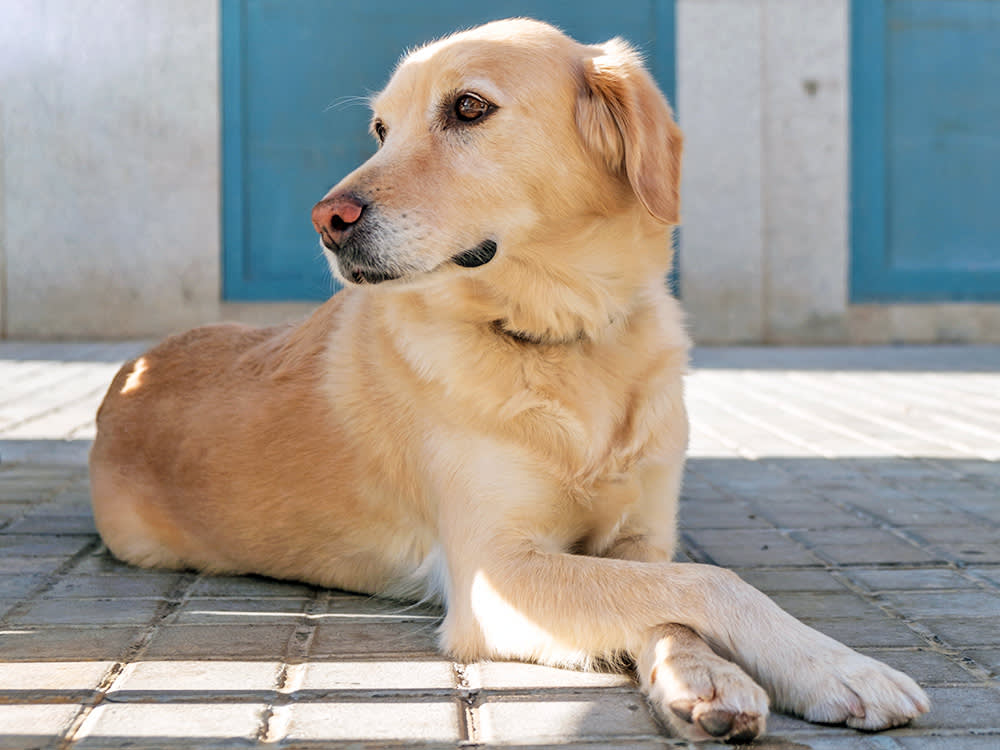 labrador sitting with crossed paws