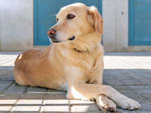 labrador sitting with crossed paws