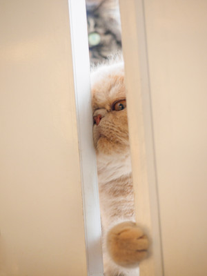 picture of a white cat peeking through a door looking angry