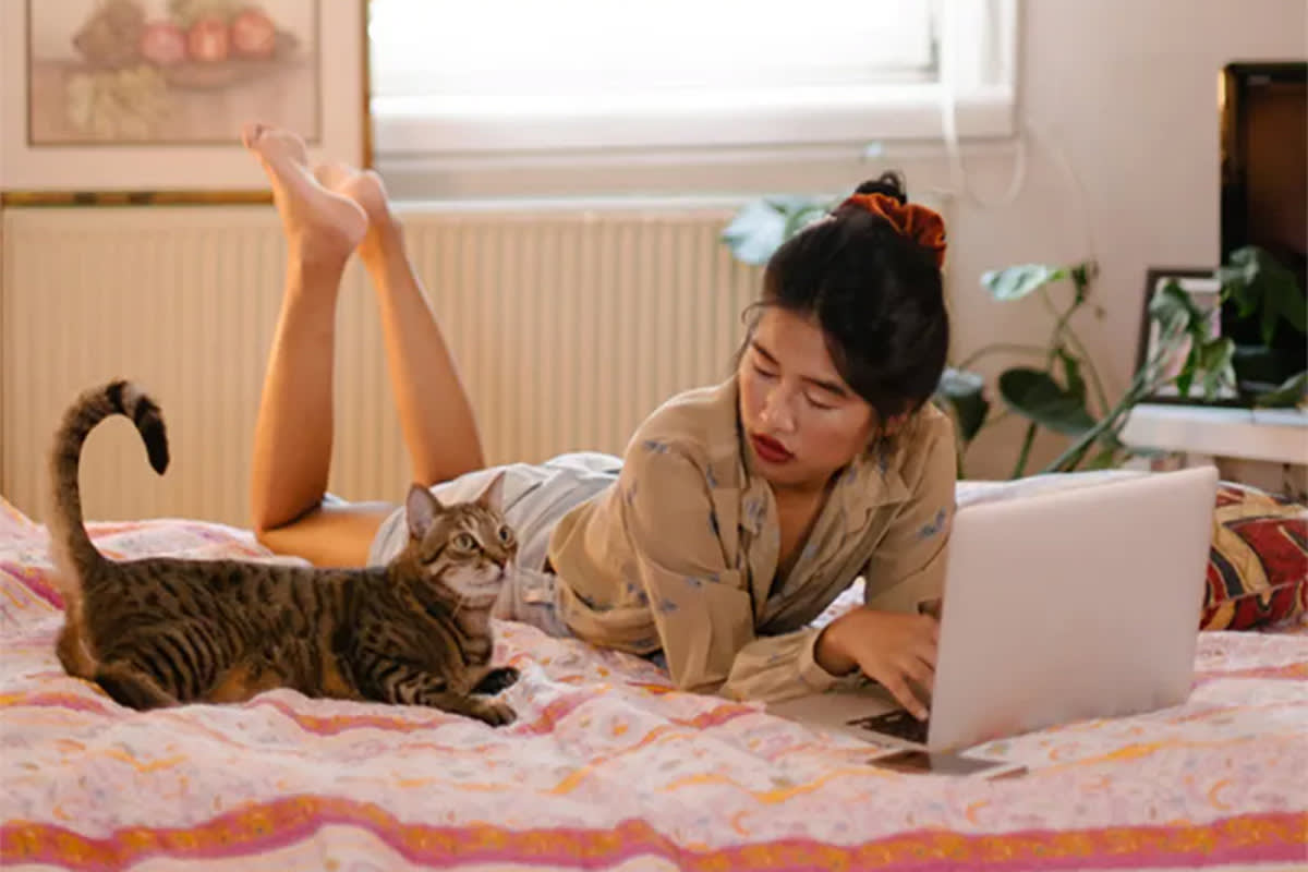 Cat looking at person with laptop
