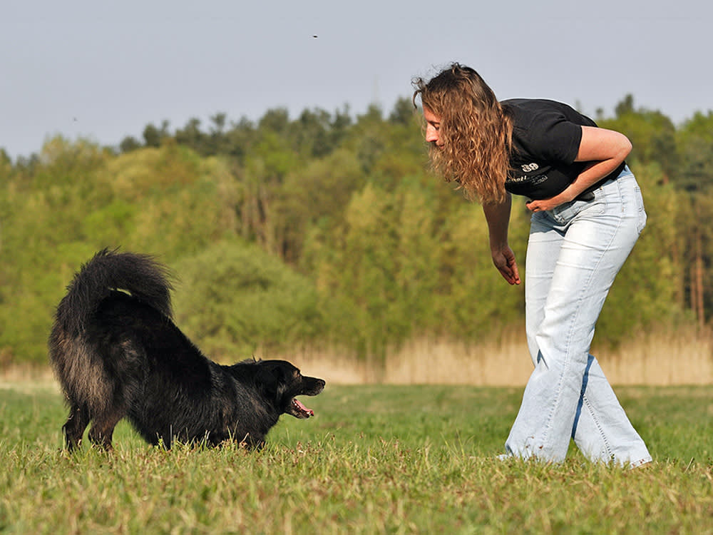 a dog doing a play bow with their human parent