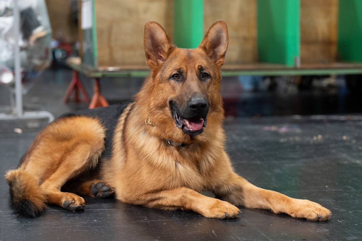 German Shepherd